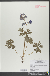 Delphinium tricorne image