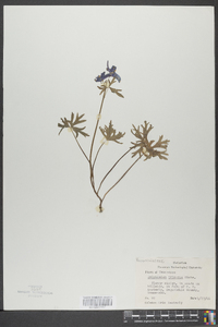 Delphinium tricorne image