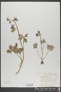 Delphinium tricorne image