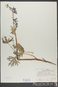 Delphinium tricorne image