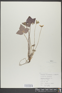 Anemone acutiloba image