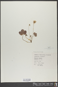 Hepatica triloba image