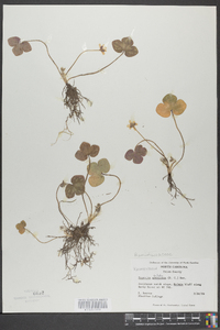 Hepatica triloba image