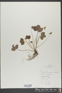 Hepatica triloba image