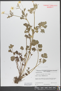 Ranunculus fascicularis image