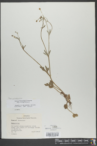 Ranunculus micranthus image