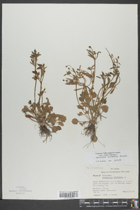 Ranunculus micranthus image