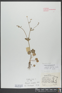 Ranunculus micranthus image