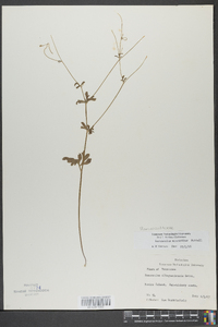 Ranunculus micranthus image