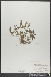 Ranunculus septentrionalis image