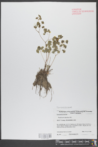 Thalictrum clavatum image