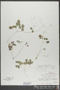 Thalictrum clavatum image