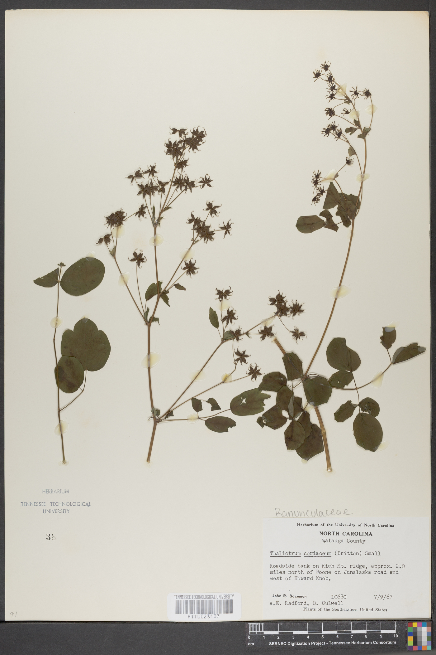 Thalictrum coriaceum image