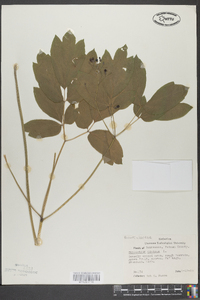 Thalictrum dioicum image