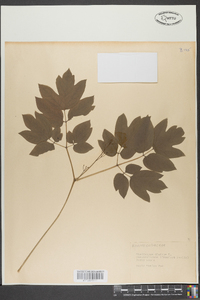 Thalictrum dioicum image