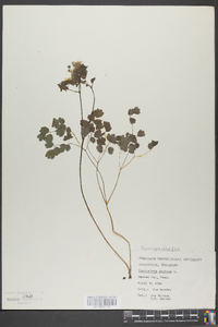 Thalictrum dioicum image