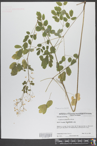 Thalictrum pubescens image