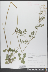 Thalictrum pubescens image