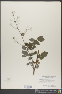 Thalictrum amphibolum image