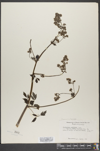 Thalictrum amphibolum image