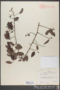 Berchemia scandens image