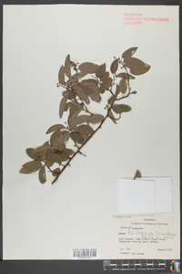 Berchemia scandens image