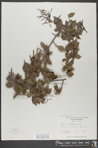 Sageretia minutiflora image