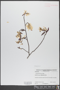 Amelanchier laevis image