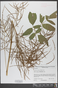 Aruncus dioicus image