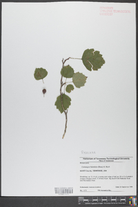 Crataegus flabellata image