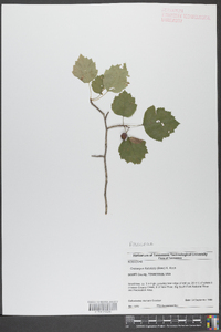 Crataegus flabellata image