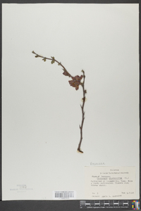 Crataegus phaenopyrum image