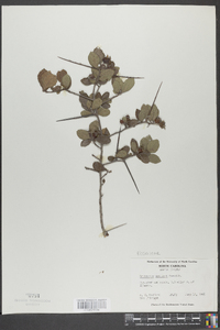 Crataegus uniflora image