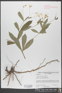 Gillenia trifoliata image