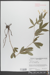 Gillenia trifoliata image