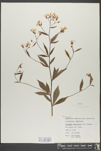 Gillenia trifoliata image