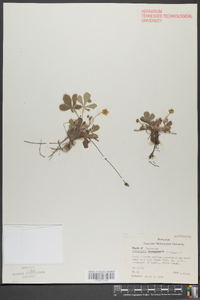 Potentilla canadensis image