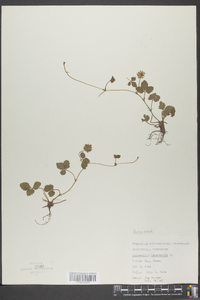 Potentilla canadensis image