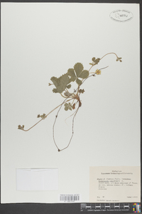 Potentilla canadensis image