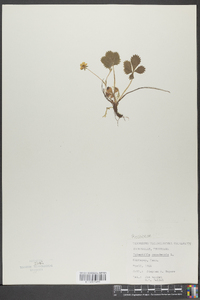 Potentilla canadensis image