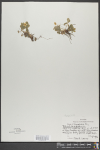 Potentilla canadensis image