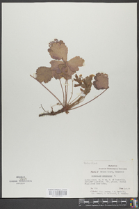 Potentilla canadensis image