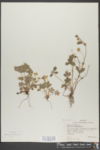 Potentilla canadensis image