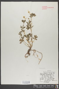 Potentilla canadensis image