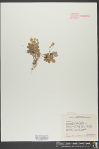 Potentilla canadensis image