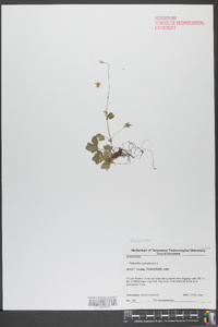 Potentilla canadensis image