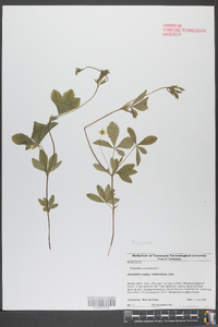 Potentilla canadensis image