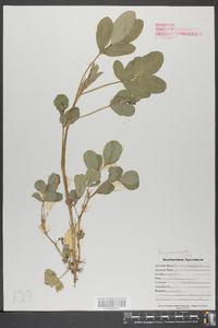 Arachis hypogaea image