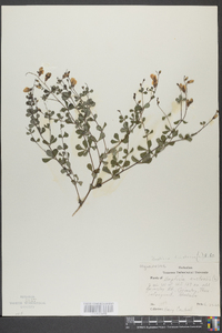 Baptisia australis image