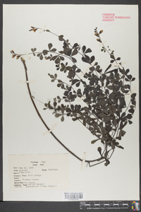 Baptisia tinctoria image